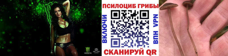 как найти   omg зеркало  Псилоцибиновые грибы мицелий  Димитровград 